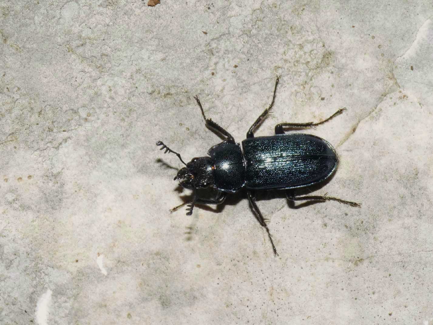 Platycerus sp. (Lucanidae)